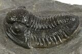Detailed Proetid (Gerastos) Trilobite Fossil - Morocco #340246-2